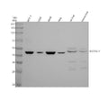 Anti-SLC25A17 Antibody Picoband®