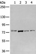 GCLC Polyclonal Antibody – Figure 1 of 3