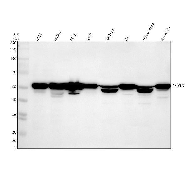 Anti-SNX16 Antibody Picoband®