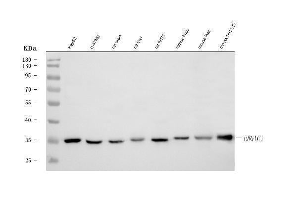 Anti-ERGIC1 Antibody Picoband®