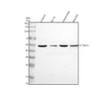 Anti-ATP6V1H Antibody Picoband®