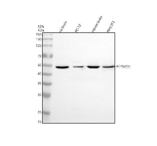 Anti-ATP6V1H Antibody Picoband®