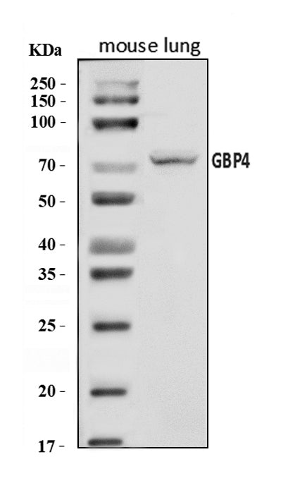 Anti-Gbp4 Antibody Picoband®