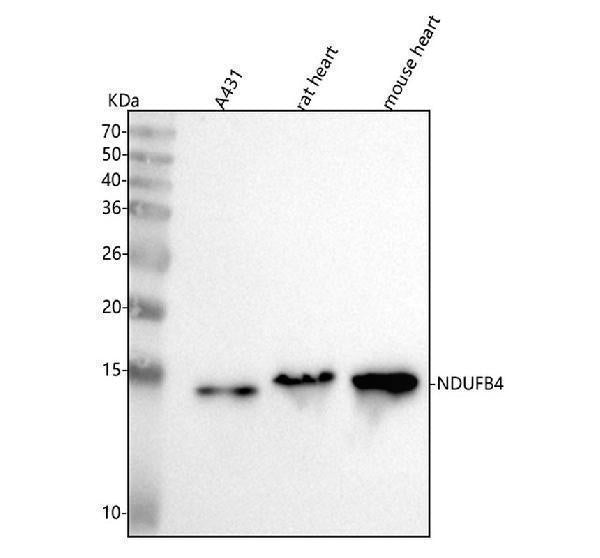 Anti-NDUFB4 Antibody Picoband®