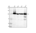 Anti-TSR1 Antibody Picoband®