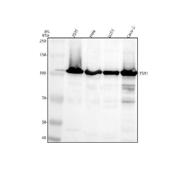 Anti-TSR1 Antibody Picoband®