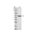 Anti-POLR1E Antibody Picoband®