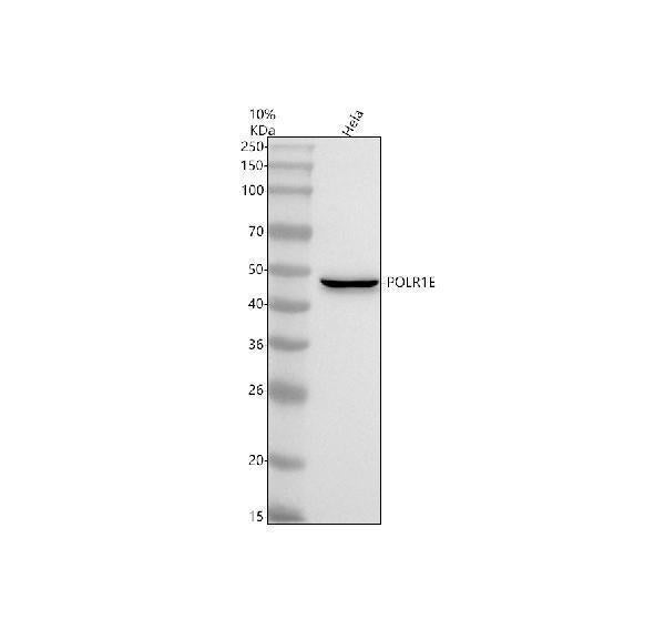 Anti-POLR1E Antibody Picoband®