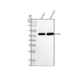 Anti-KCNA6 Antibody Picoband®