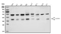 Anti-HNRNPH3 Antibody Picoband®