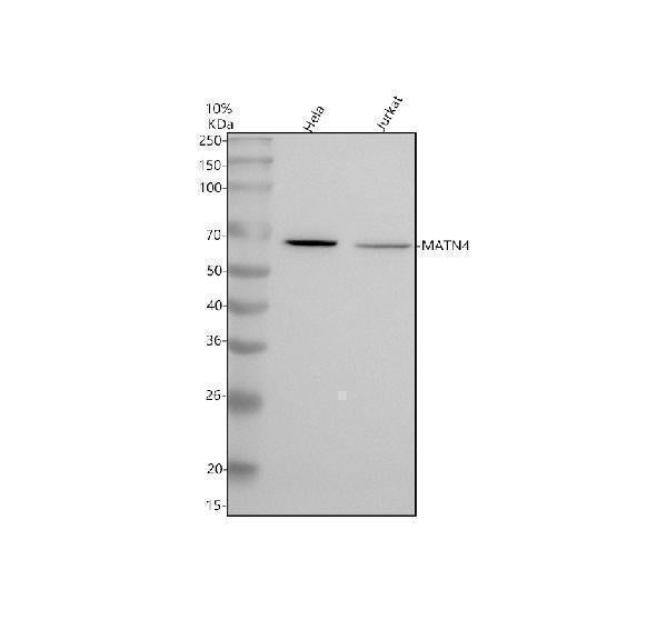Anti-Matrilin-4/MATN4 Antibody Picoband®