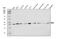 Anti-TAF8/TBN Antibody Picoband®