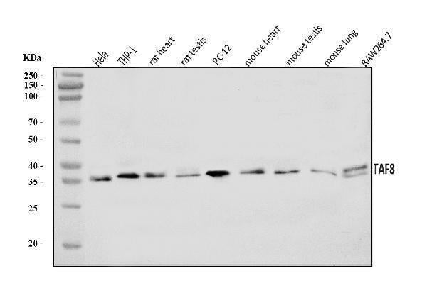 Anti-TAF8/TBN Antibody Picoband®