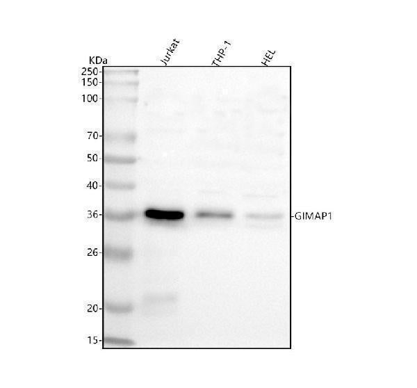 Anti-GIMAP1 Antibody Picoband®