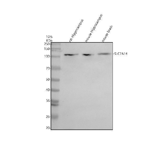 Anti-SLC7A14 Antibody Picoband®