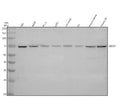 Anti-DDX51 Antibody Picoband®