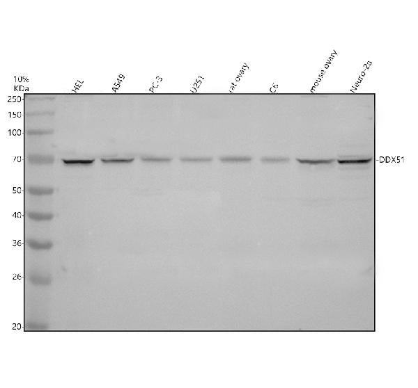 Anti-DDX51 Antibody Picoband®