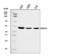 Anti-ERLEC1 Antibody Picoband®