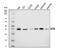 Anti-GHITM Antibody Picoband®