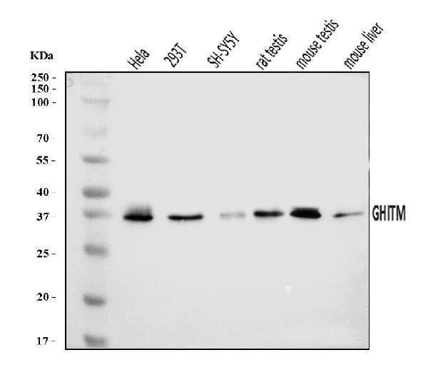 Anti-GHITM Antibody Picoband®