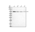 Anti-PUF-A/KIAA0020/PUM3 Antibody Picoband®