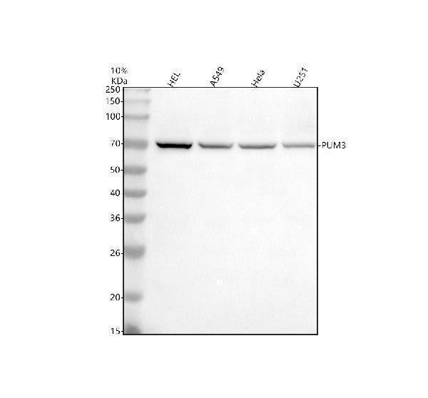 Anti-PUF-A/KIAA0020/PUM3 Antibody Picoband®