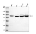Anti-HSDL2 Antibody Picoband®