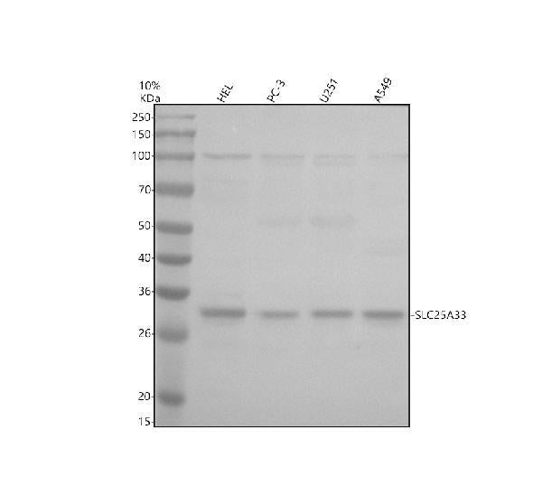 Anti-SLC25A33 Antibody Picoband®