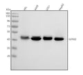 Anti-BPNT2 Antibody Picoband®