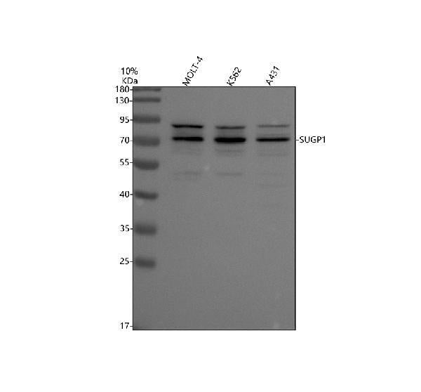 Anti-SUGP1 Antibody Picoband®