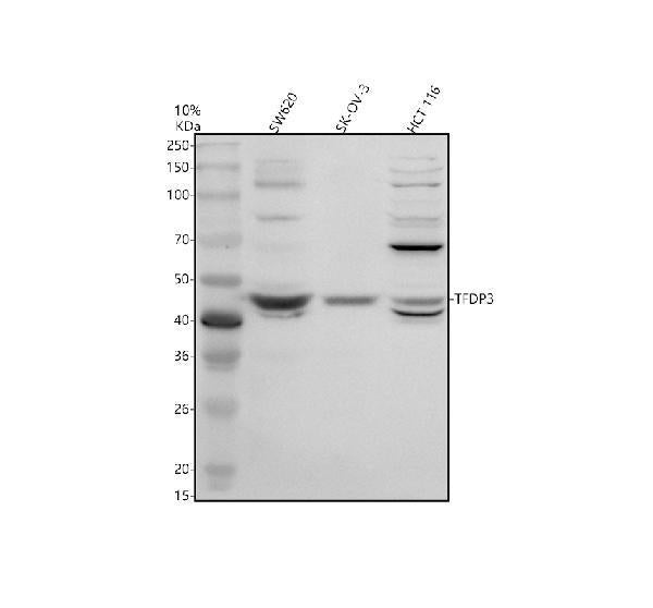 Anti-TFDP3 Antibody Picoband®