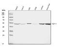 Anti-AQP11 Antibody Picoband®