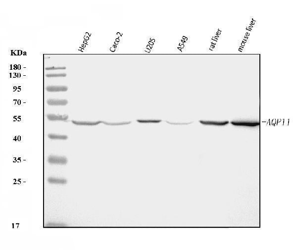 Anti-AQP11 Antibody Picoband®