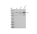 Anti-TDRD9 Antibody Picoband®