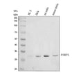 Anti-PARP11 Antibody Picoband®