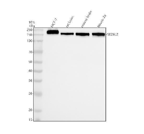 Anti-SEZ6L2 Antibody Picoband®