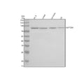 Anti-SUPT20H Antibody Picoband®