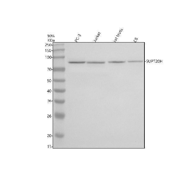 Anti-SUPT20H Antibody Picoband®