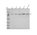 Anti-KIAA0090/EMC1 Antibody Picoband®