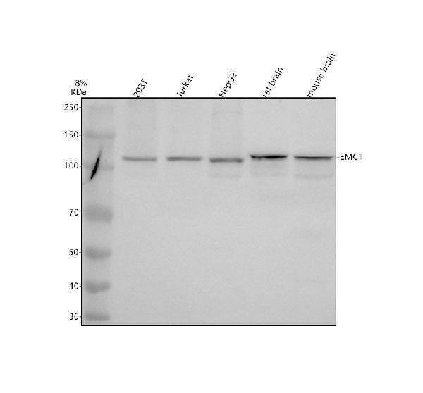 Anti-KIAA0090/EMC1 Antibody Picoband®