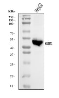 Anti-HS2ST1 Antibody Picoband®