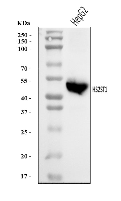Anti-HS2ST1 Antibody Picoband®