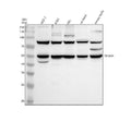 Anti-TRIM44 Antibody Picoband®