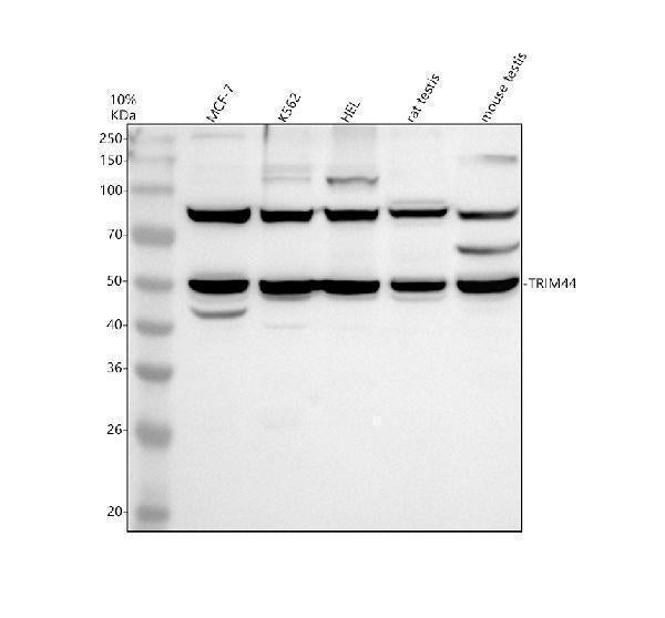 Anti-TRIM44 Antibody Picoband®