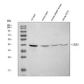 Anti-ABRA Antibody Picoband®