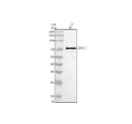 Anti-SYT17 Antibody Picoband®