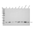 Anti-TIM10/TIMM10 Antibody Picoband®