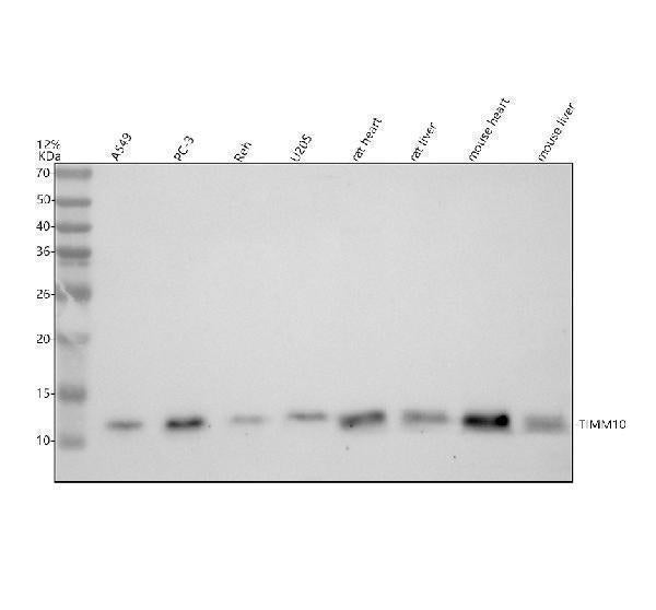 Anti-TIM10/TIMM10 Antibody Picoband®