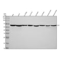 Anti-GK2 Antibody Picoband®