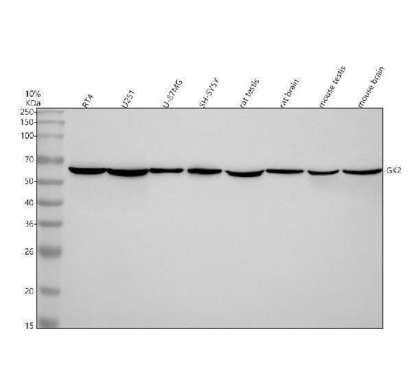 Anti-GK2 Antibody Picoband®